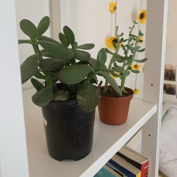 Meet your Posher, Molly - Picture 1 of 1